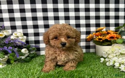 Miniature Poodle dogs for sale: Mila - Image 3