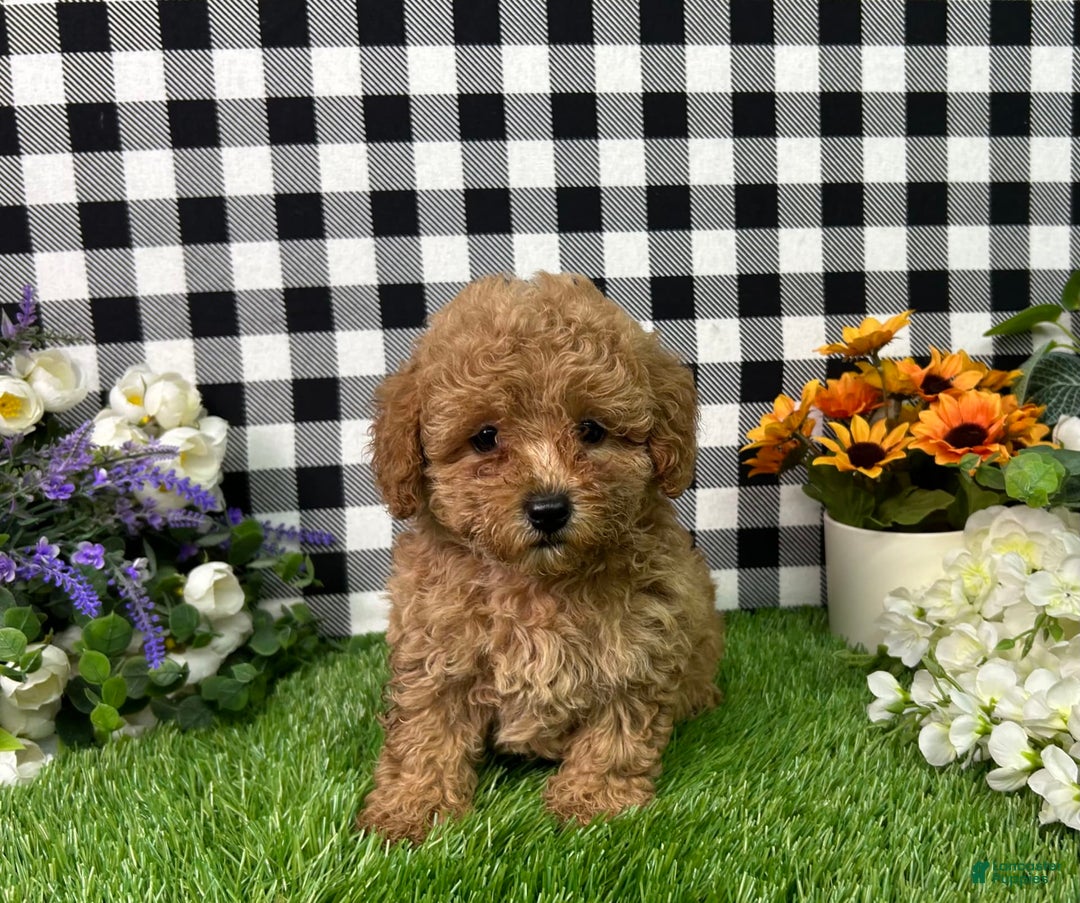 Miniature Poodle dogs for sale: Mila - Image 3