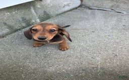 Miniature Dachshund dogs for sale: Jesse - Image 4