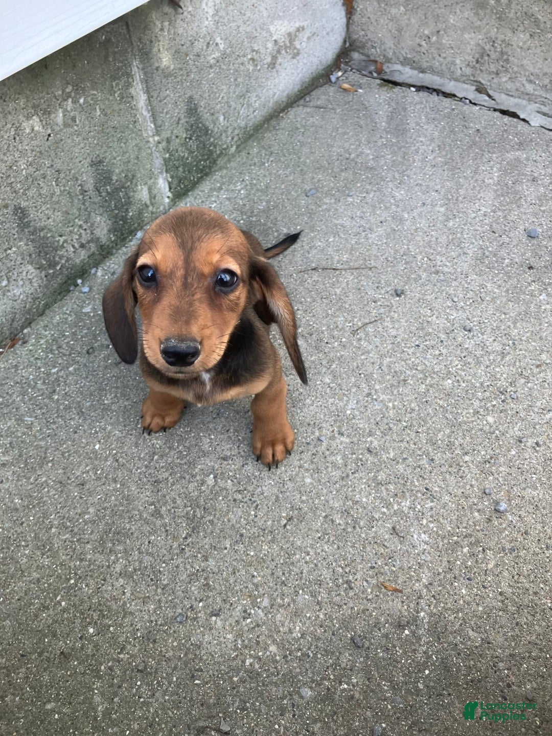 Miniature Dachshund dogs for sale: Jesse - Image 4