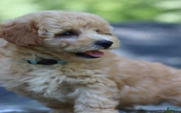 Miniature Poodle dogs for sale: Tucker - Image 6