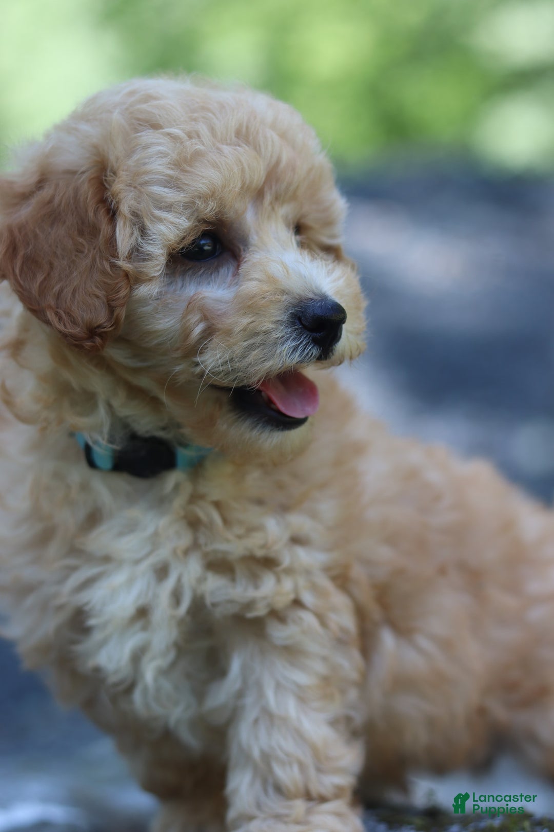 Miniature Poodle dogs for sale: Tucker - Image 6