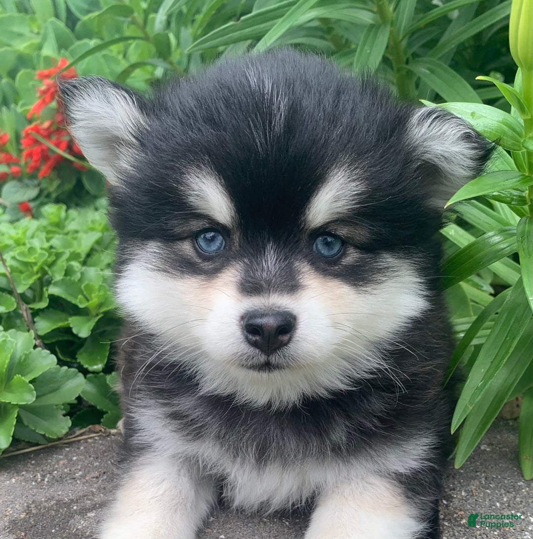 Alaskan Klee Kai dogs for sale: Kai  Toy Boy - Image 1