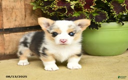 Welsh Corgi Pembroke dogs for sale: Dill - Image 1