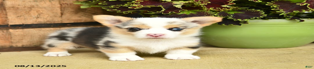 Dill