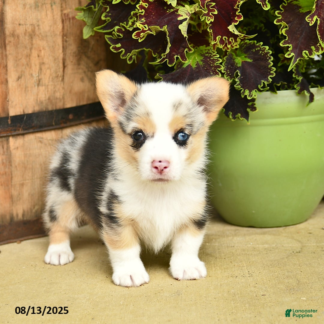 Welsh Corgi Pembroke dogs for sale: Dill - Image 1