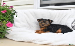 Yorkshire Terrier dogs for sale: Daisy - Image 3