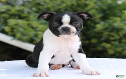 Boston Terrier dogs for sale: Karina - Image 2