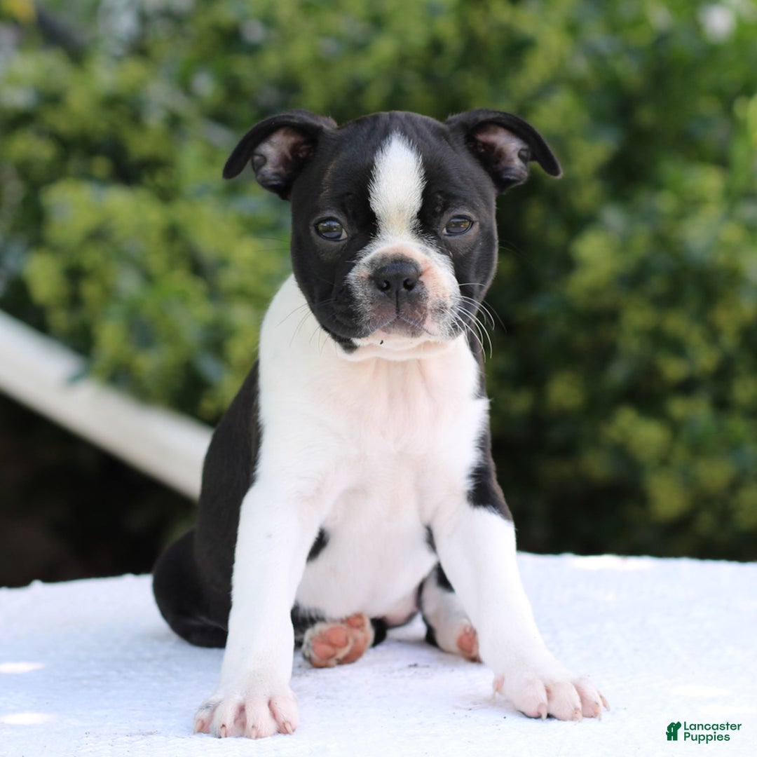 Boston Terrier dogs for sale: Karina - Image 2