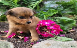 Pomeranian dogs for sale: Chloe - Image 4