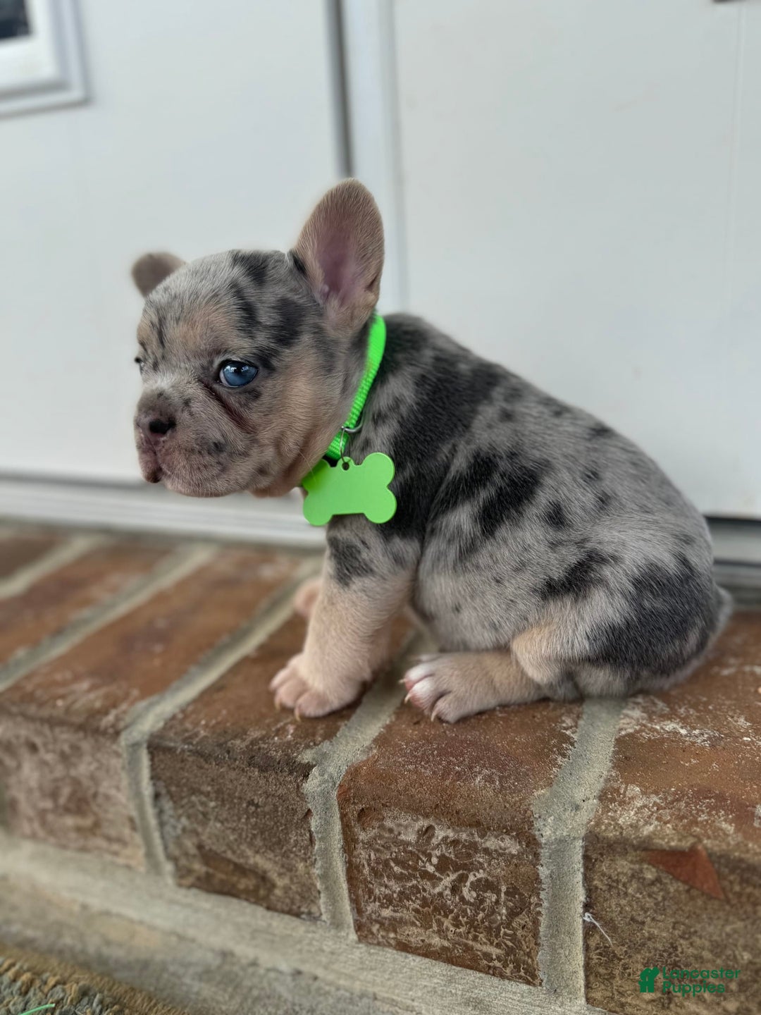French Bulldog dogs for sale: Peewee - Image 11