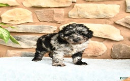Miniature Poodle dogs for sale: Sparkey - Image 2
