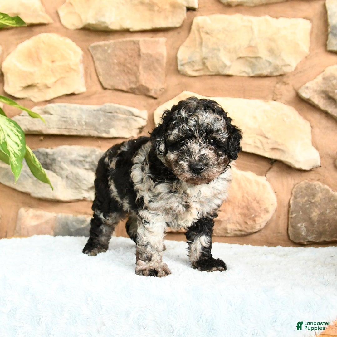 Miniature Poodle dogs for sale: Sparkey - Image 2