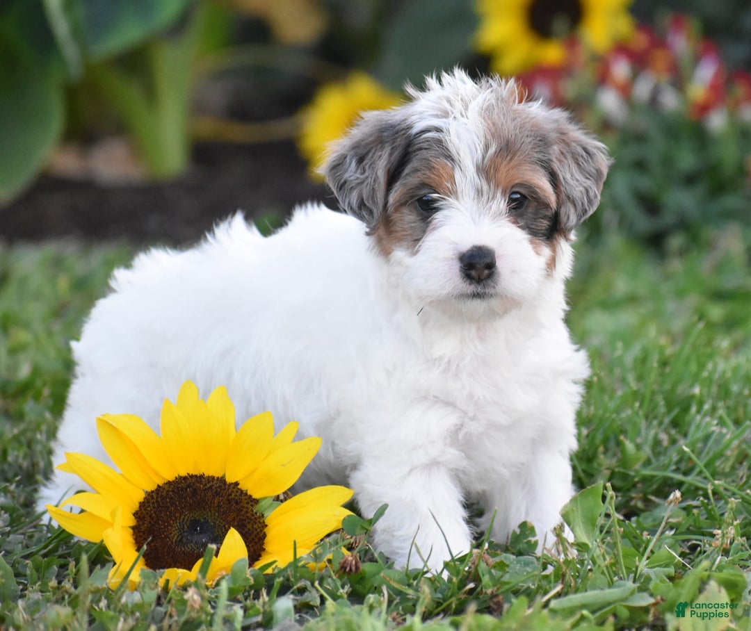 Yorkiepoo dogs for sale: Italian - Image 5