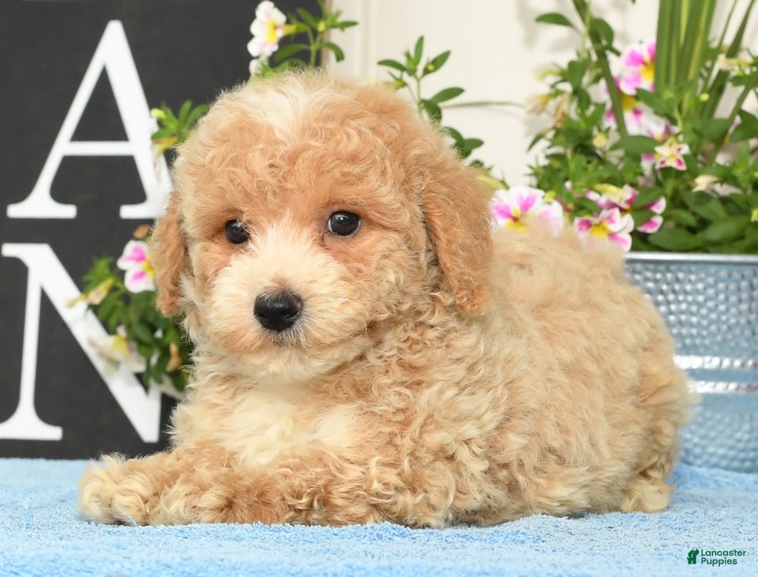 Bichpoo dogs for sale: Skipper - Image 6