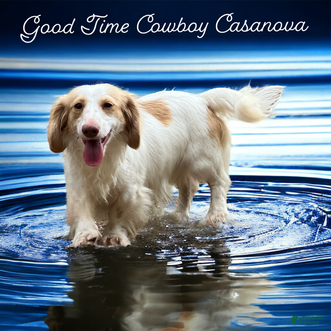 Miniature Dachshund dogs for sale: Oscar - Image 5