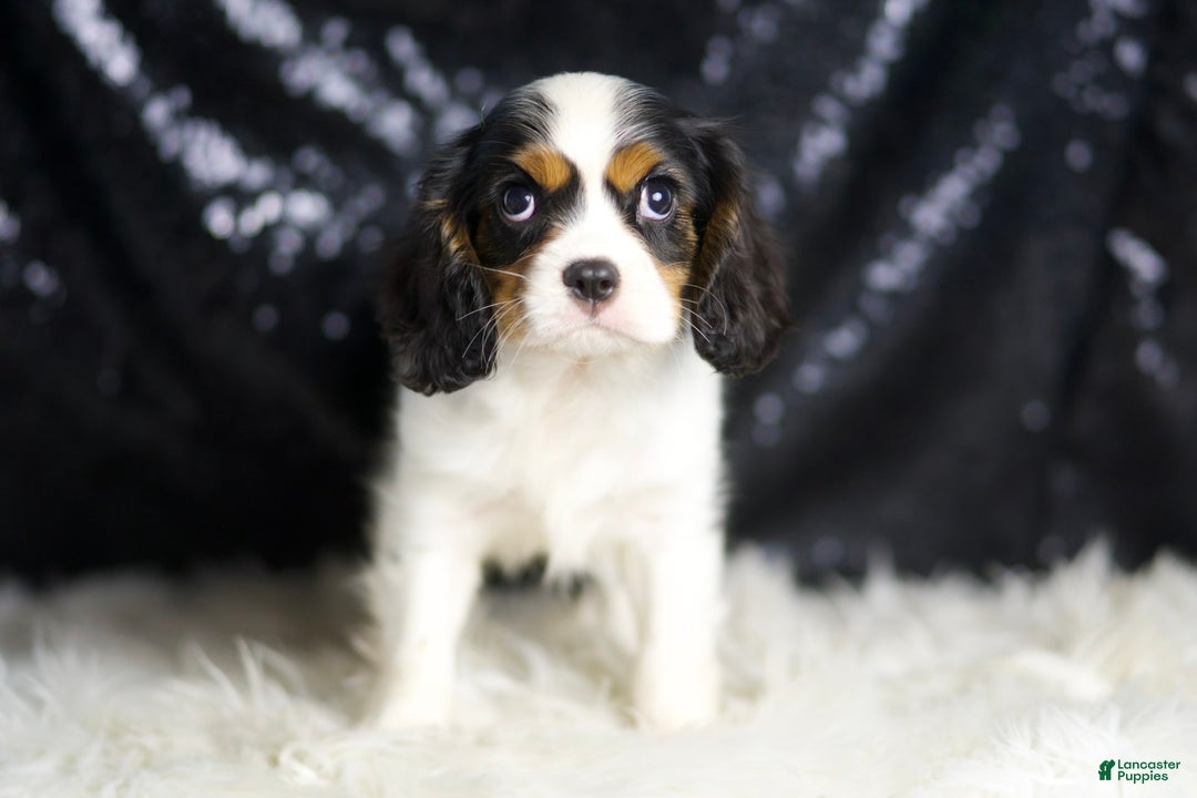 Cavalier King Charles Spaniel dogs for sale: Emerald - Image 3