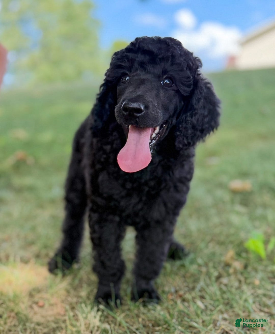 Standard Poodle dogs for sale: Gabby Silver Poodle - Image 3