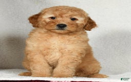 Mini Goldendoodle dogs for sale: Amber - Image 5