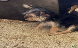 Yorkshire Terrier dogs for sale: Daisy - Image 1