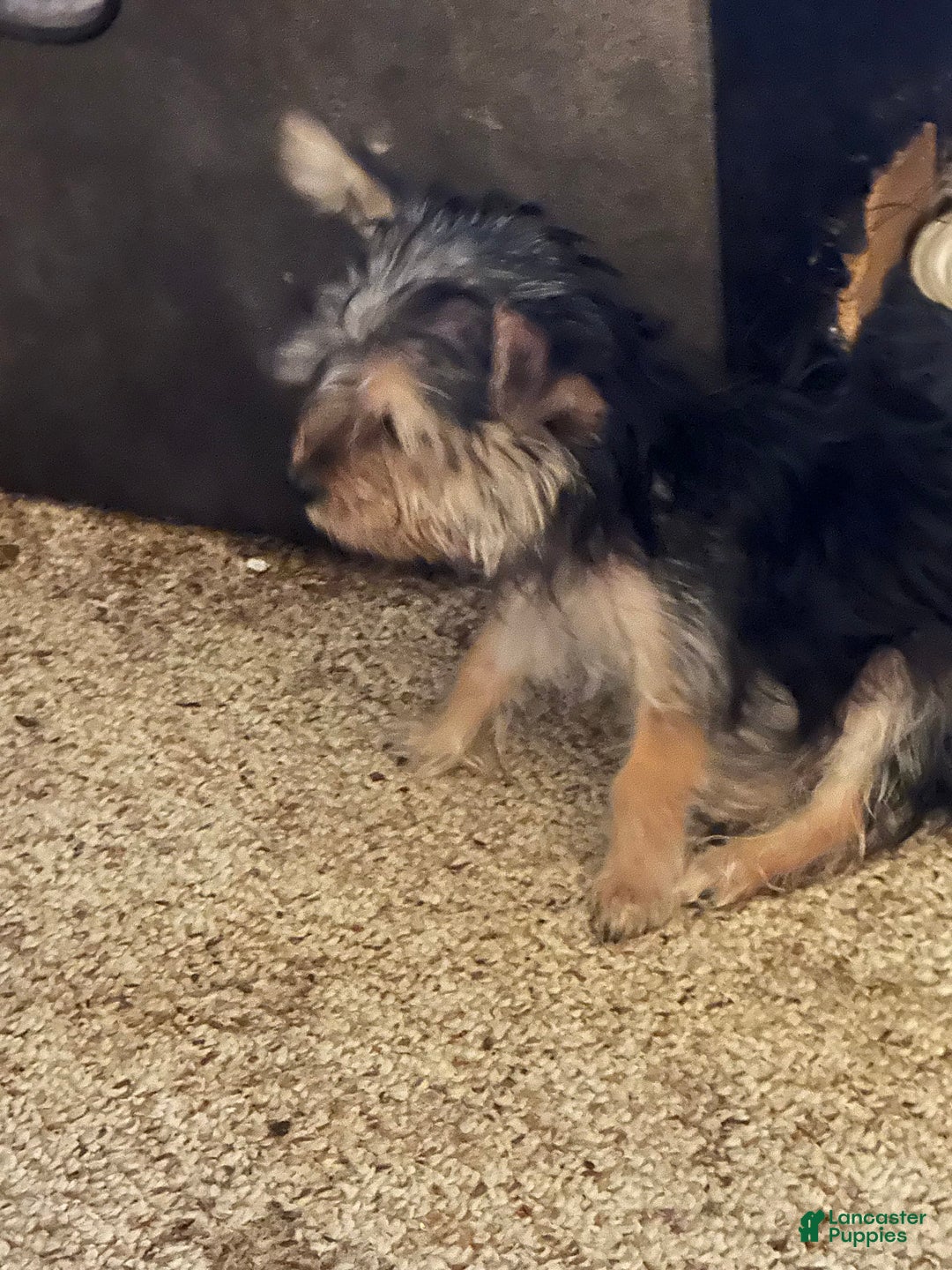 Yorkshire Terrier dogs for sale: Daisy - Image 1
