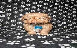 Shih Tzu dogs for sale: Dexter - Image 18