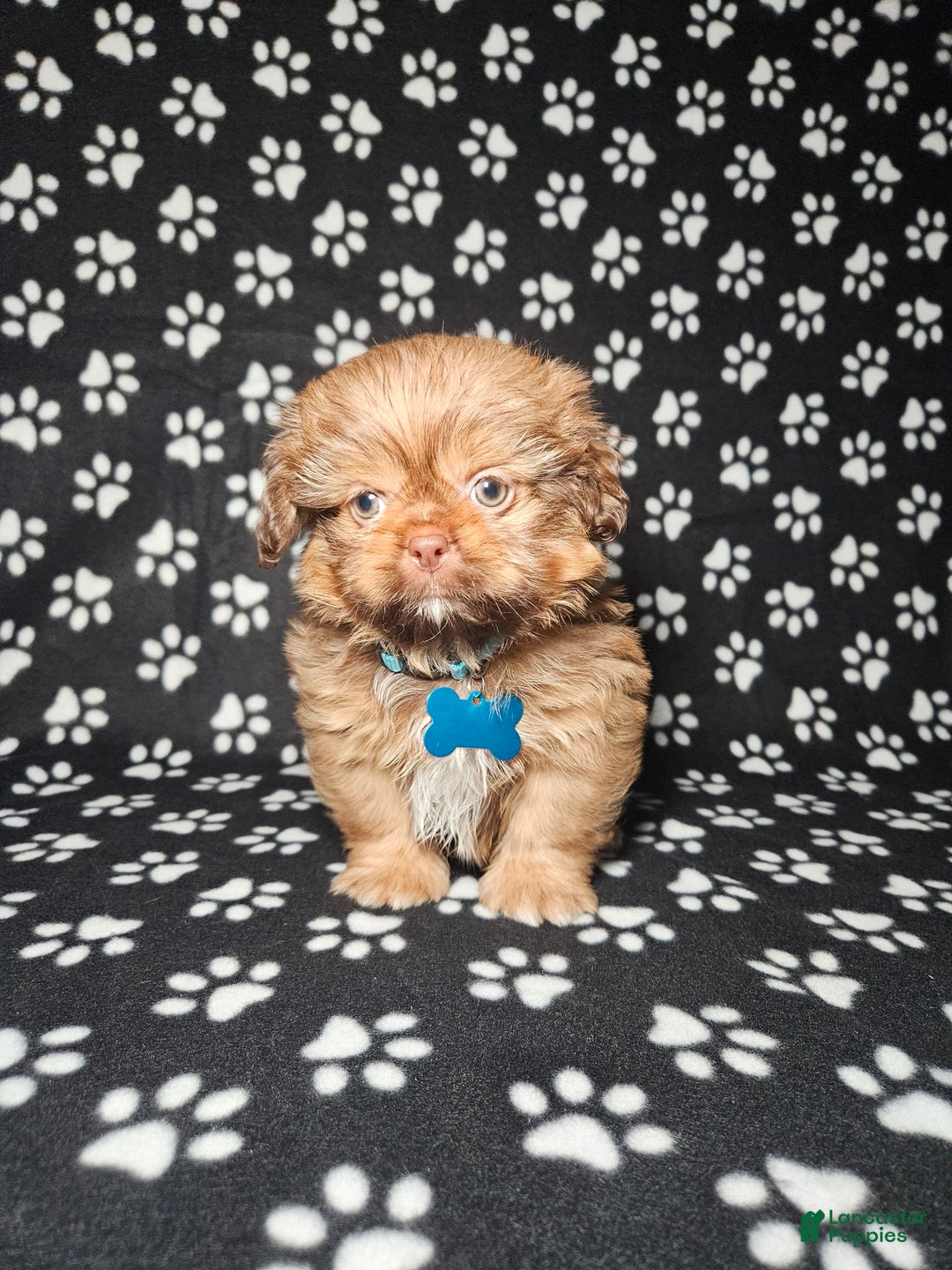 Shih Tzu dogs for sale: Dexter - Image 18