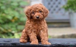Mini Goldendoodle dogs for sale: Zoey - Image 5