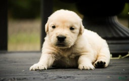 Golden Retriever dogs for sale: Tawny - Image 1