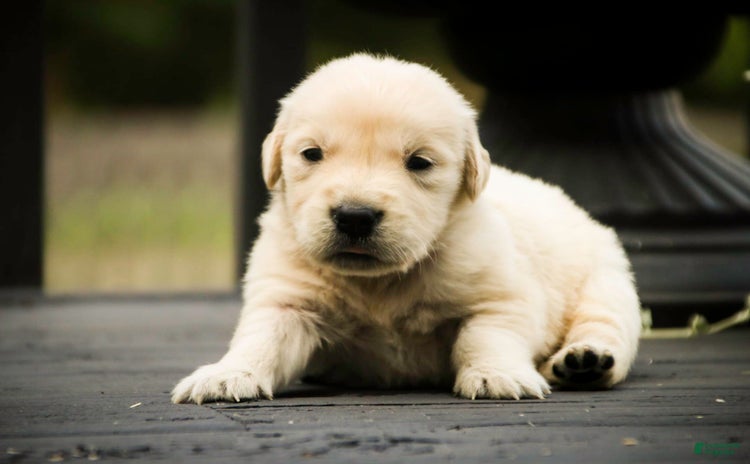 Golden Retriever dogs for sale - Ad 4