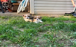 Welsh Corgi Pembroke dogs for sale: Fez - Image 1