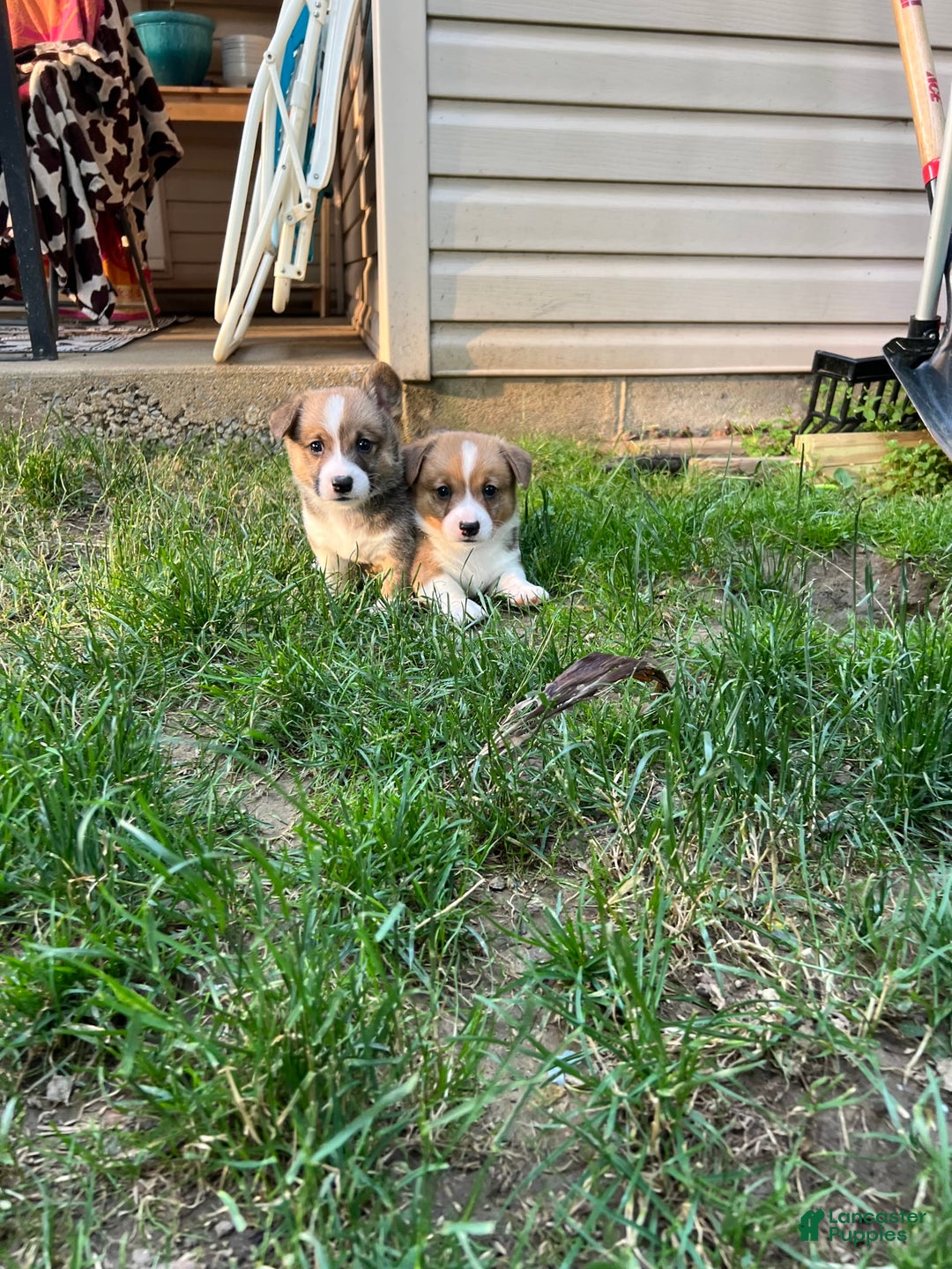 Welsh Corgi Pembroke dogs for sale: Fez - Image 1