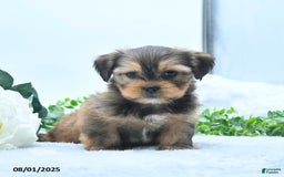 Shorkie dogs for sale: Luke - Image 1