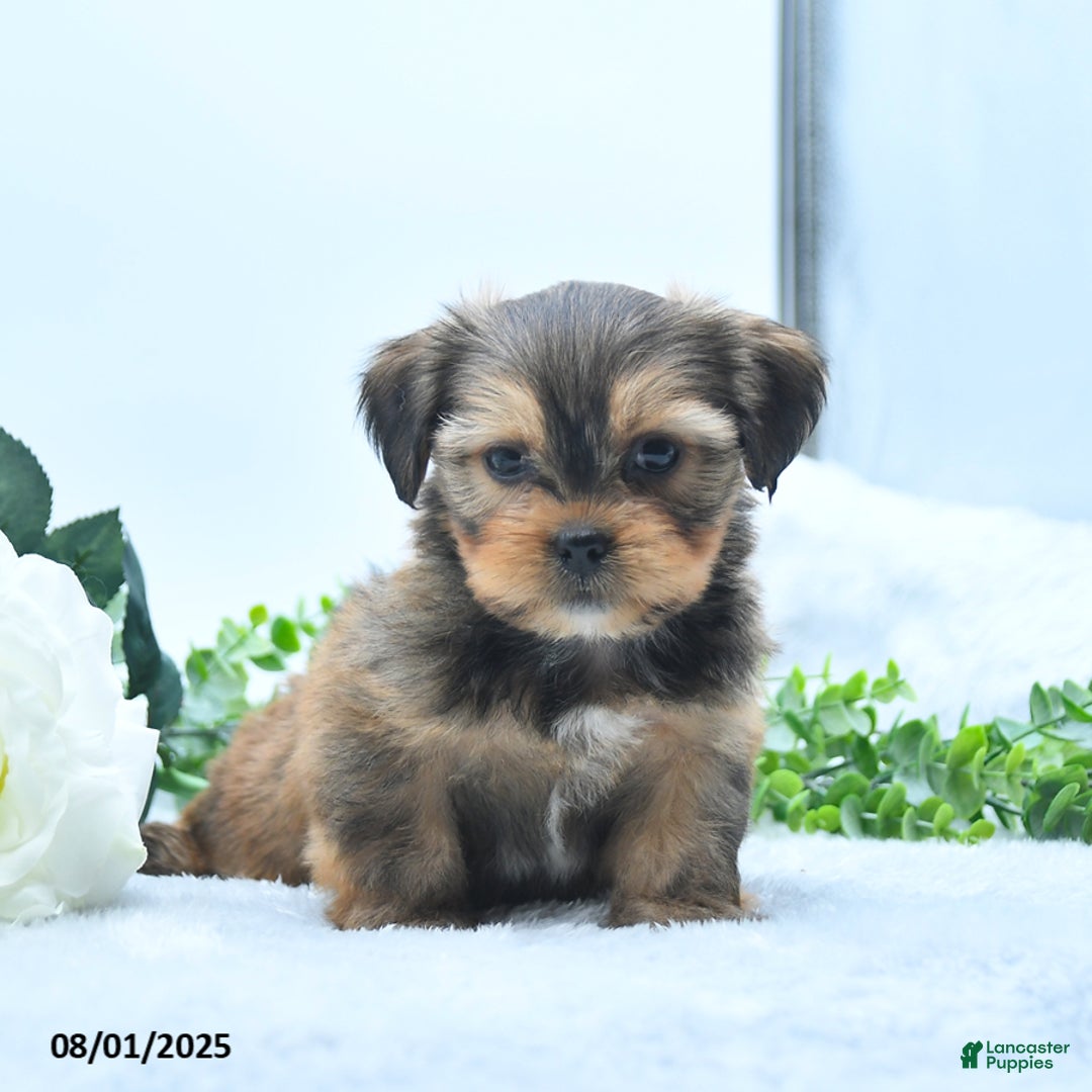 Shorkie dogs for sale: Luke - Image 1