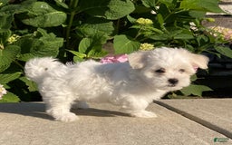 Coton De Tulear dogs for sale: Button - Image 11