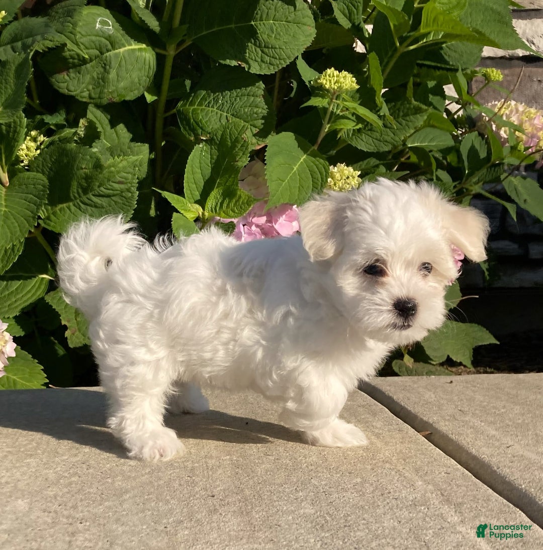 Coton De Tulear dogs for sale: Button - Image 11