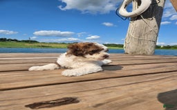 Shihpoo dogs for sale: Adam - Image 1