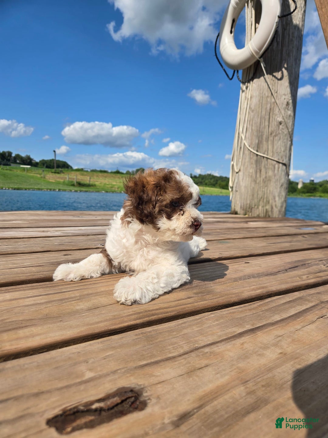 Shihpoo dogs for sale: Adam - Image 1