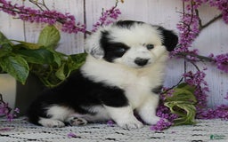 Miniature Australian Shepherd dogs for sale: Axel Toy - Image 15