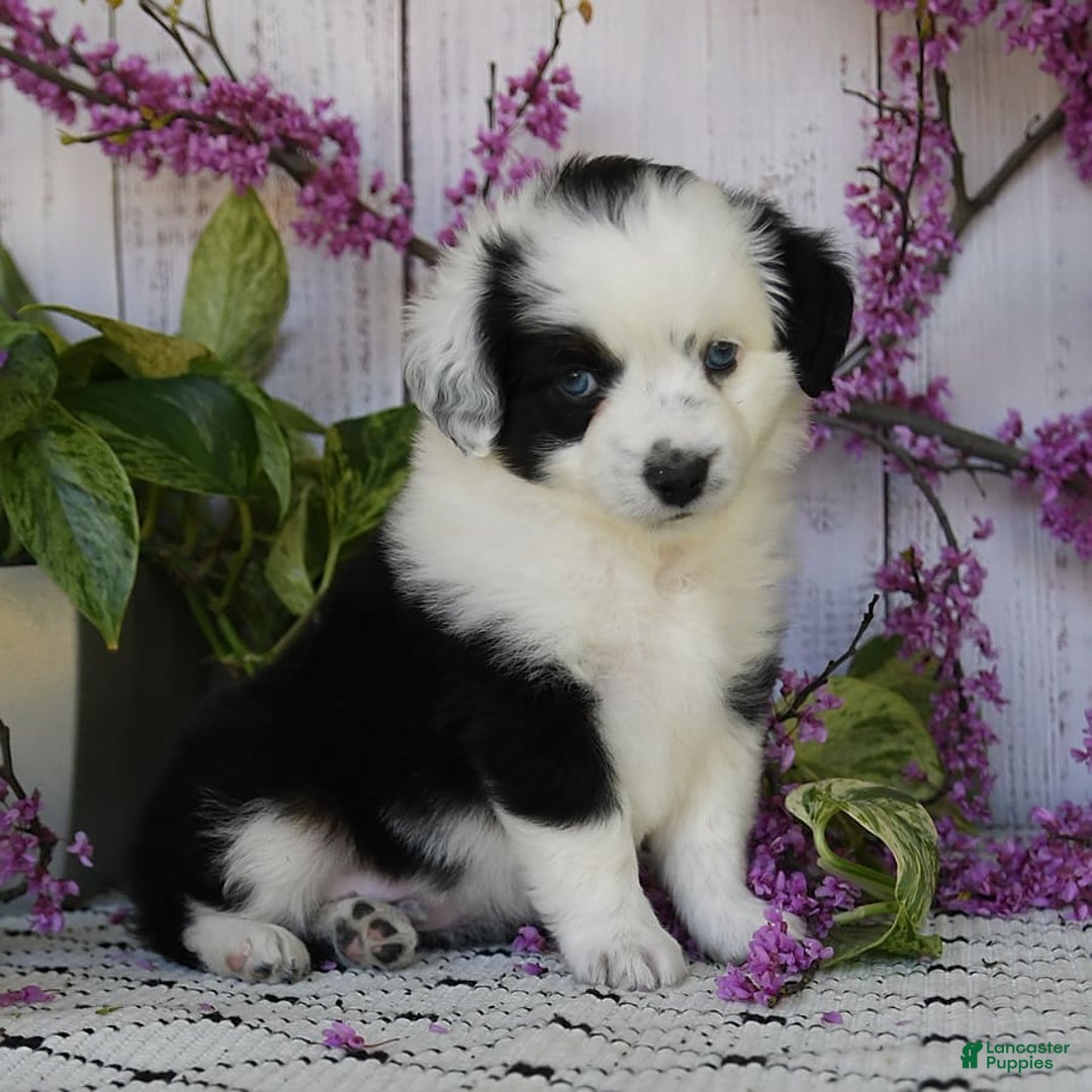Miniature Australian Shepherd dogs for sale: Axel Toy - Image 15
