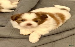 Shih Tzu dogs for sale: Lady Liberty - Image 2