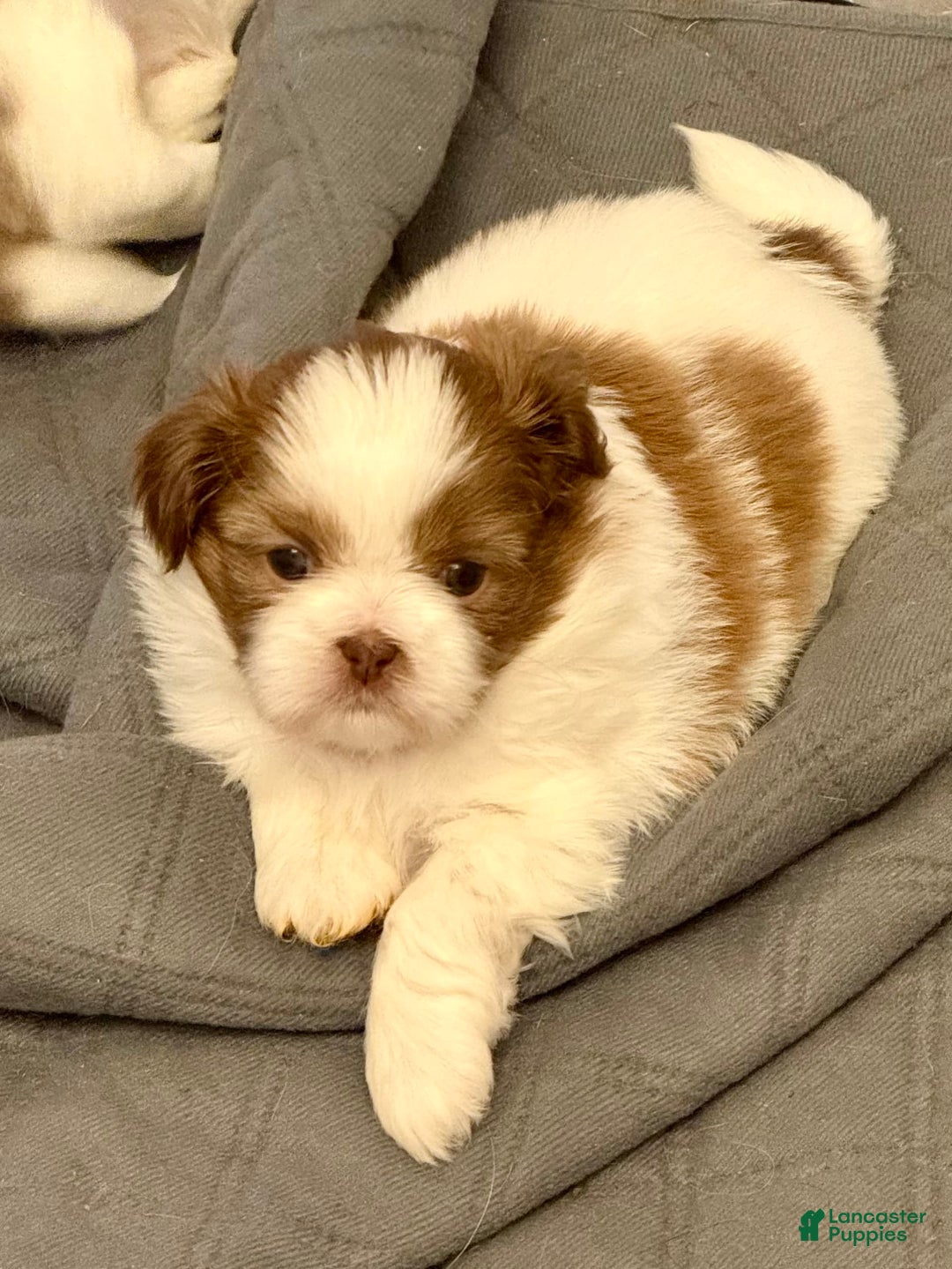 Shih Tzu dogs for sale: Lady Liberty - Image 2