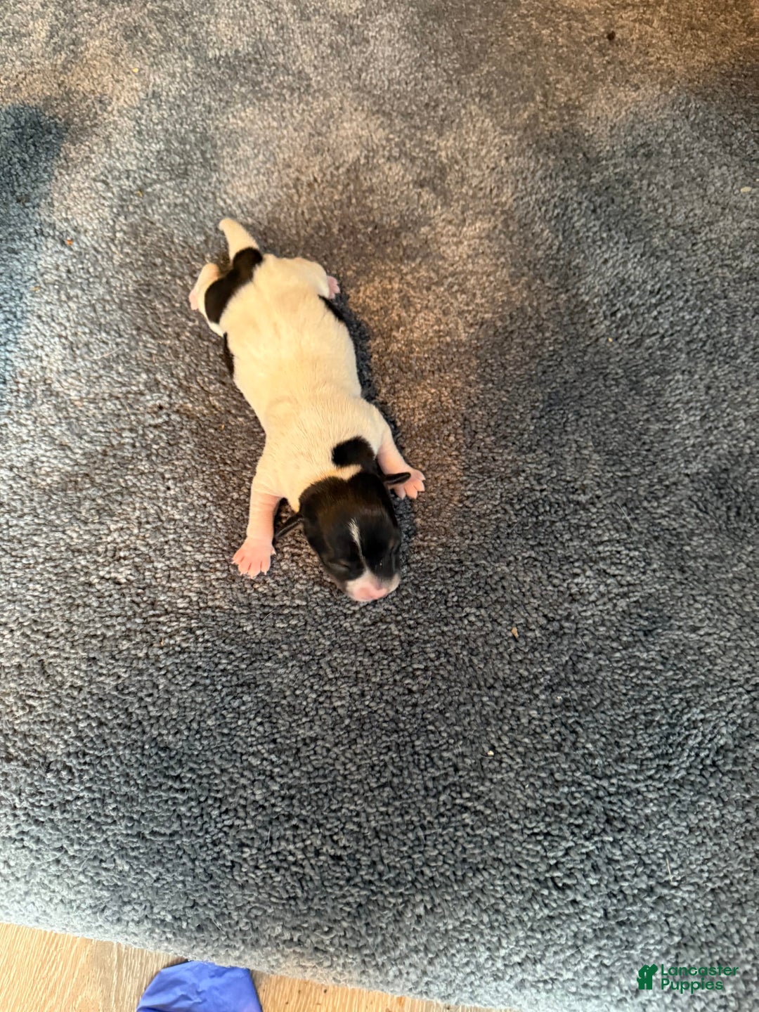 Jack Russell Terrier dogs for sale: Lovely - Image 2