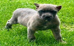 Cane Corso dogs for sale: Brynn - Image 5