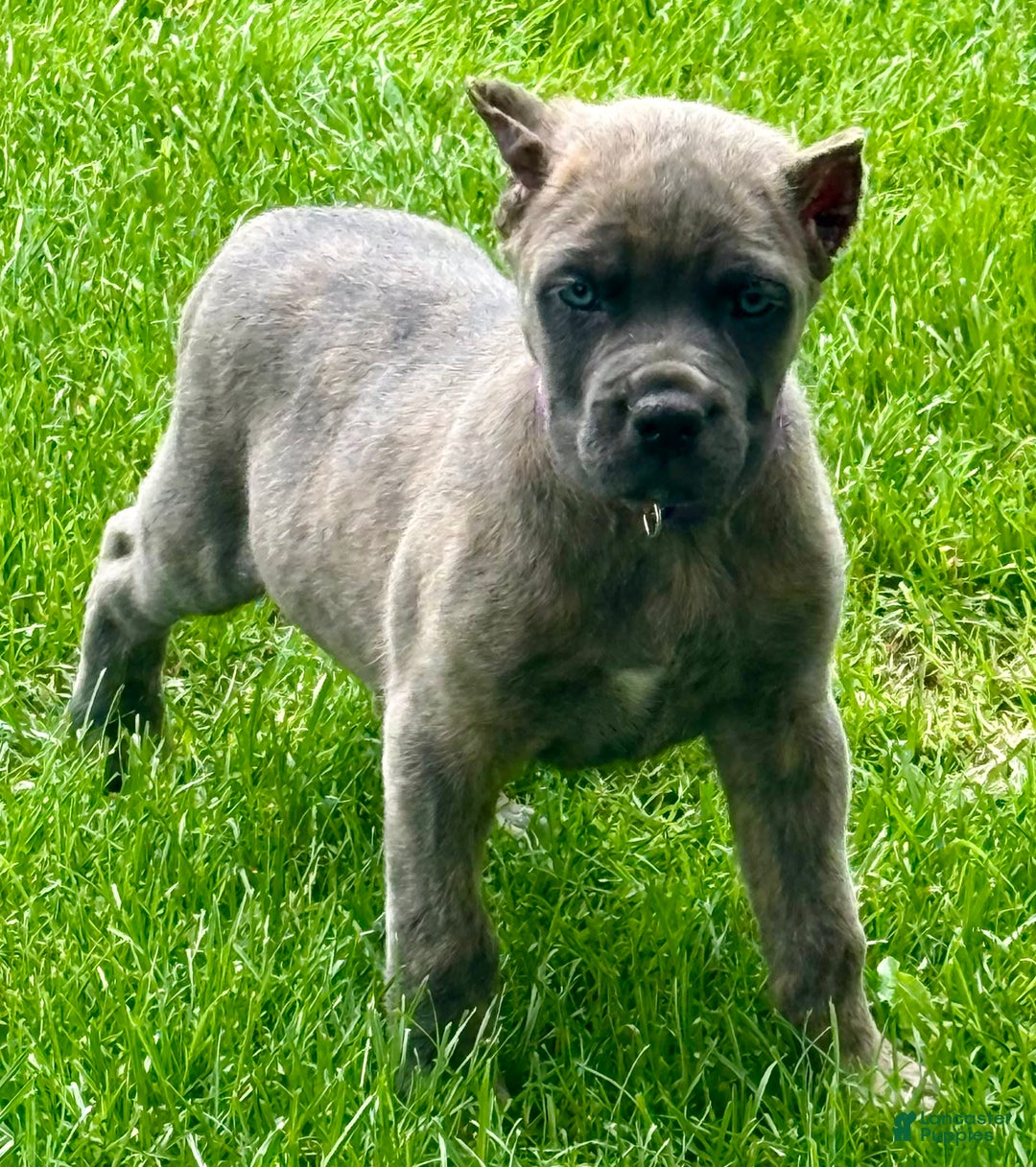 Cane Corso dogs for sale: Brynn - Image 5