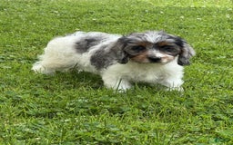 Cavapoo dogs for sale: Violet - Image 3