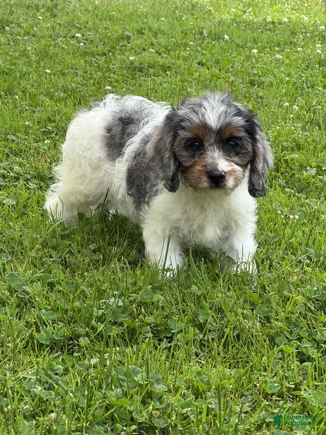Cavapoo dogs for sale: Violet - Image 3