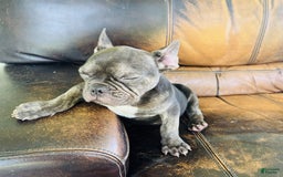 French Bulldog dogs for sale: Buddy - Image 24