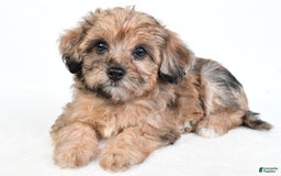 Yorkiepoo dogs for sale: Pearl - Image 8