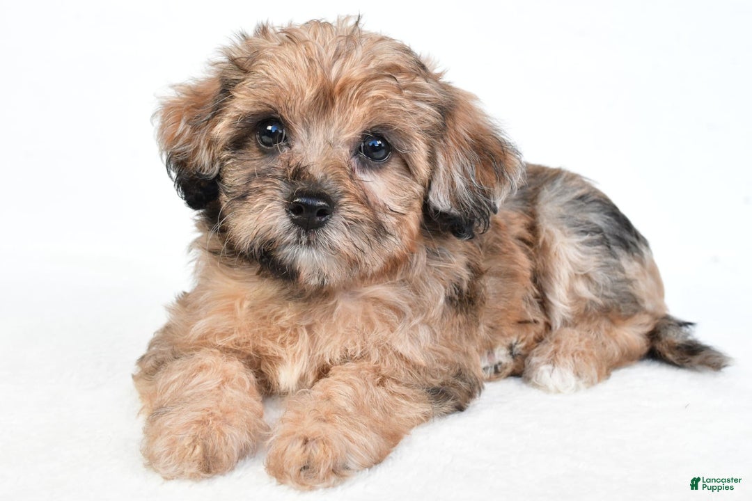 Yorkiepoo dogs for sale: Pearl - Image 8